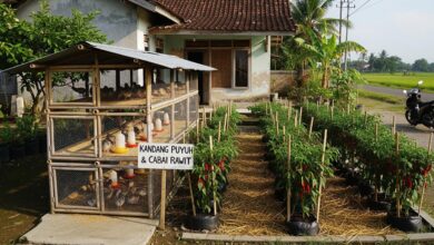 Pekarangan Kecil Tetap Produktif, 8 Tata Letak Puyuh dan Cabai Rawit yang Mudah Dicoba