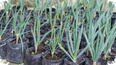 Panen Daun Bawang Di Pot Tanpa Ribet, Modalnya Cuma Sisa Dapur Dan Perawatan Ringan