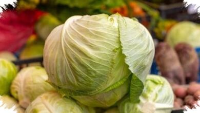 Murah, Mudah Diolah, Dan Penuh Nutrisi, Kol Tetap Punya Risiko Jika Kebanyakan