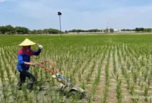 Kabut Masih Menggantung di Sejumlah Daerah Jawa Timur, Pasuruan Siap Jadi yang Terpanas dengan 34°C