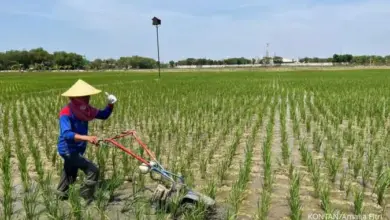 Kabut Masih Menggantung di Sejumlah Daerah Jawa Timur, Pasuruan Siap Jadi yang Terpanas dengan 34°C
