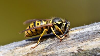 Lebah Hutan Raksasa Ini Tak Cuma Soal Madu, Tapi Juga Penopang Nafkah Warga